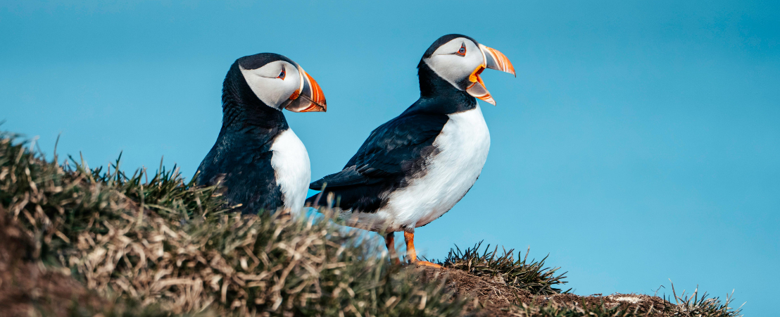Voyage Islande